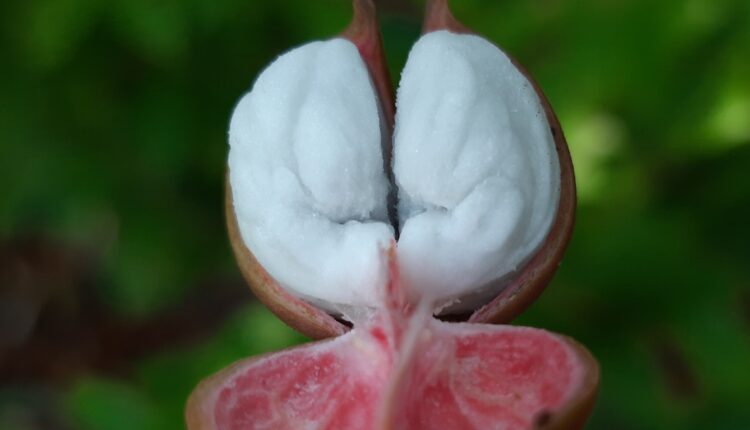 Fruto de amescla - Protium cf. heptaphyllum (Aubl.) Marchand.