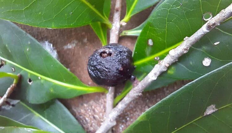 Fruto seco Aguaí - Chrysophyllum gonocarpum (Mart. & Eichler) Engl.
