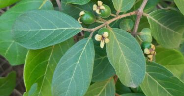 Araçá - Psidium guineense Sw.