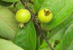 Araçá - Psidium guineense Sw.
