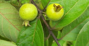 Araçá - Psidium guineense Sw.