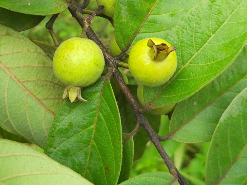 Araçá - Psidium guineense Sw.