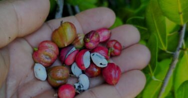 Frutos de Protium bahianum Daly