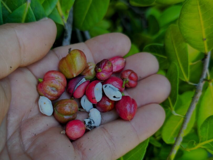 Frutos de Protium bahianum Daly