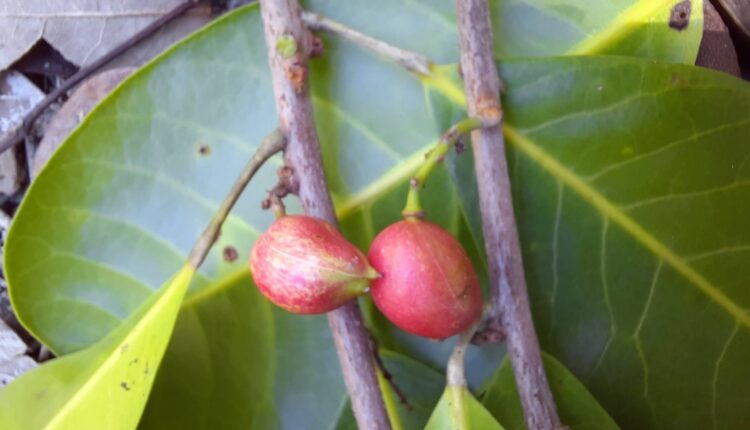 Frutos de Amescla-da-praia - Protium bahianum Daly