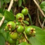 Frutos de - Psidium guineense Sw.