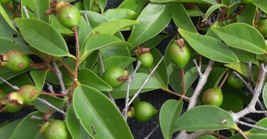 Psidium oligospermum. Mart. ex DC