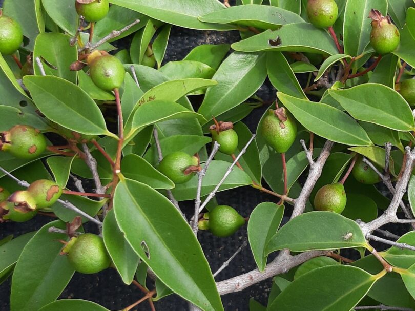 Psidium oligospermum. Mart. ex DC
