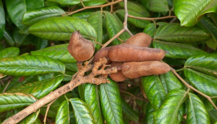 Hymenaea rubriflora Ducke - Jatobá, frutos secos