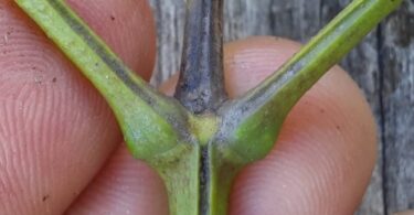 Jacarandá-da-restinga - Jacaranda obovata Cham.