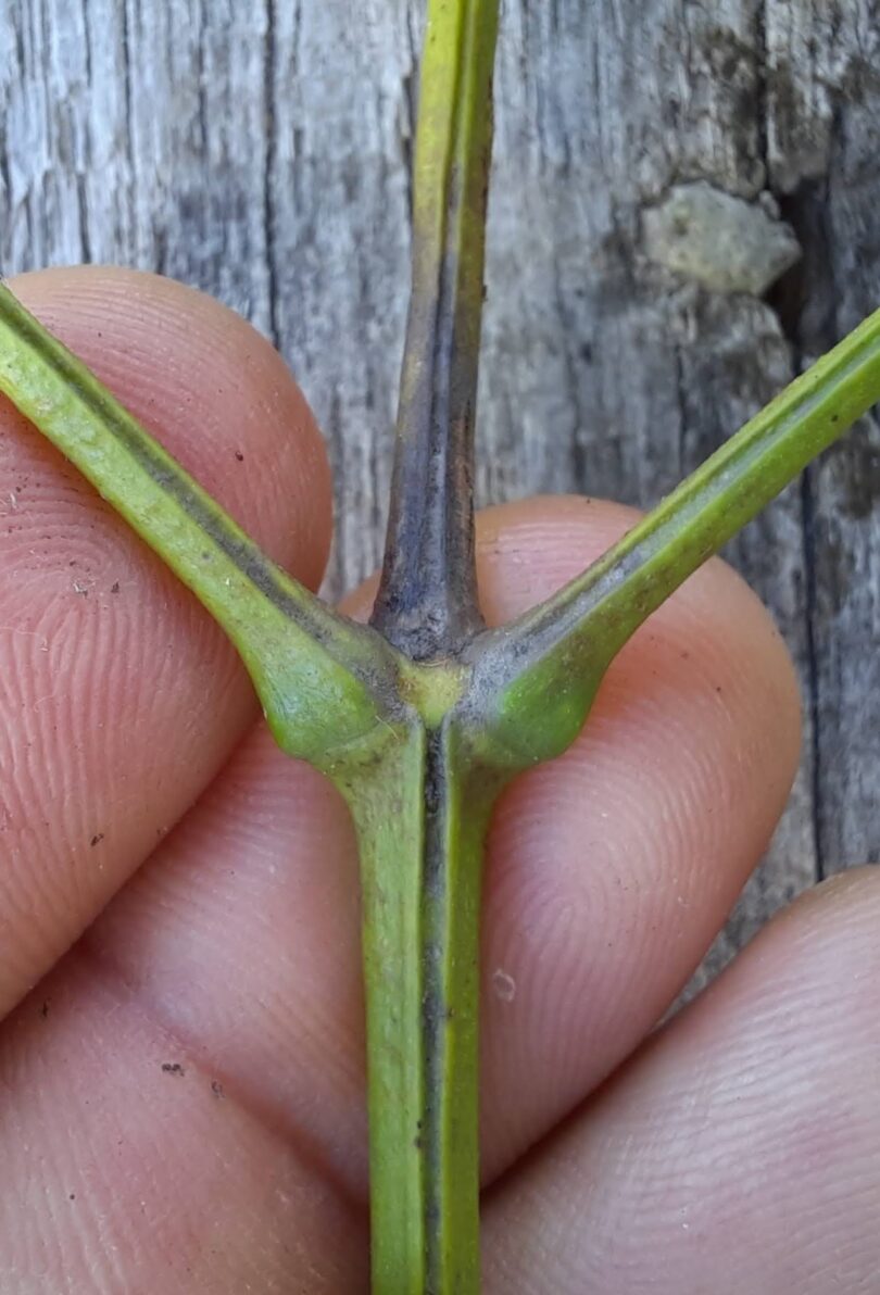 Jacarandá-da-restinga - Jacaranda obovata Cham.