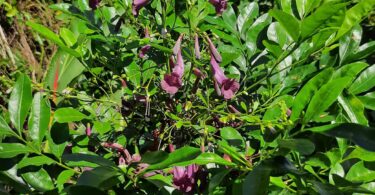 Jacarandá-da-restinga - Jacaranda obovata Cham.