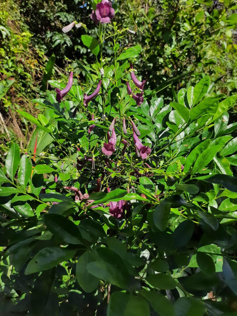 Jacarandá-da-restinga - Jacaranda obovata Cham.
