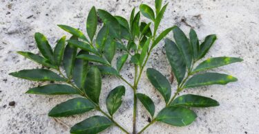 Jacarandá-da-restinga - Jacaranda obovata Cham.