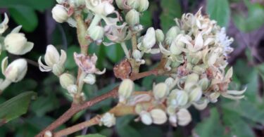 Flores de Luehea ochrophylla Mart.