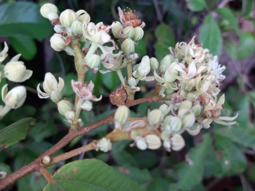 Flores de Luehea ochrophylla Mart.