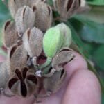 Luehea ochrophylla Mart.