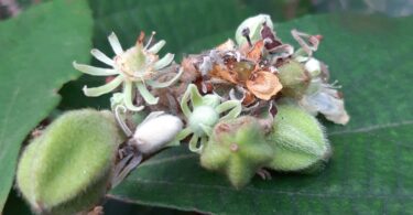 Flores de Luehea ochrophylla Mart.