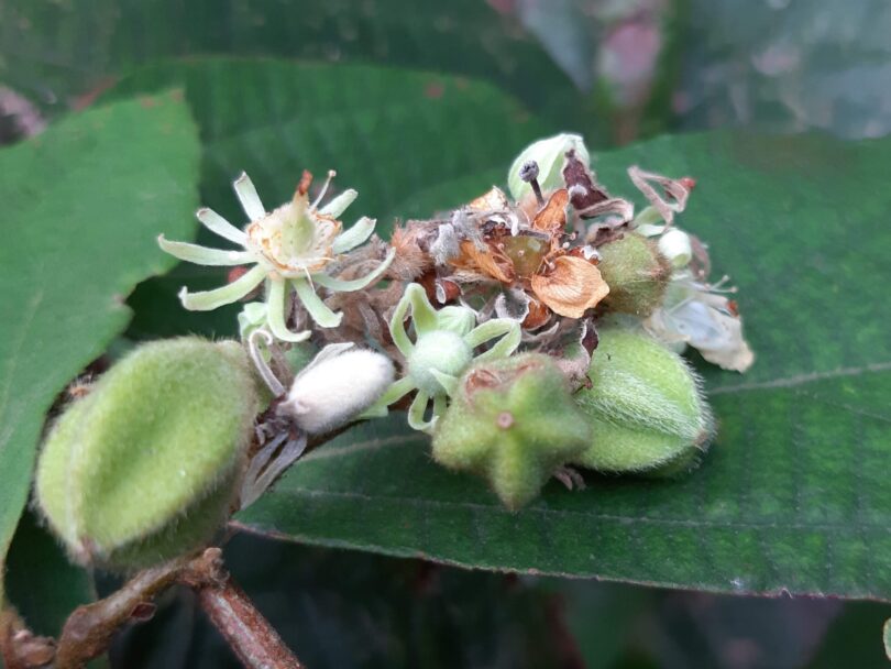 Flores de Luehea ochrophylla Mart.