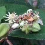 Luehea ochrophylla Mart.