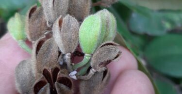Flores de Luehea ochrophylla Mart.
