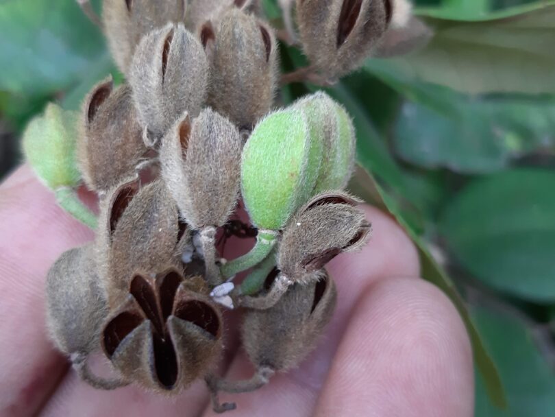 Flores de Luehea ochrophylla Mart.