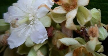 Luehea ochrophylla Mart.