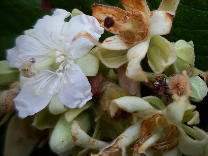 Luehea ochrophylla Mart.