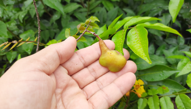 Muda com fruto Brauna preta - Melanoxylon brauna Schott