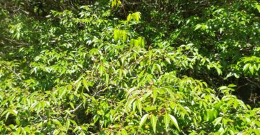 Psidium oligospermum. Mart. ex DC