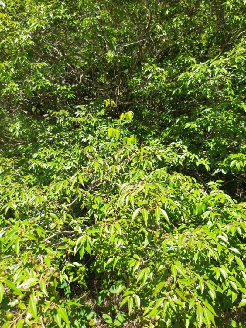 Psidium oligospermum. Mart. ex DC