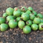Araçá-da-restinga - Psidium oligospermum. Mart. ex DC.