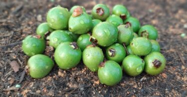 Psidium oligospermum. Mart. ex DC