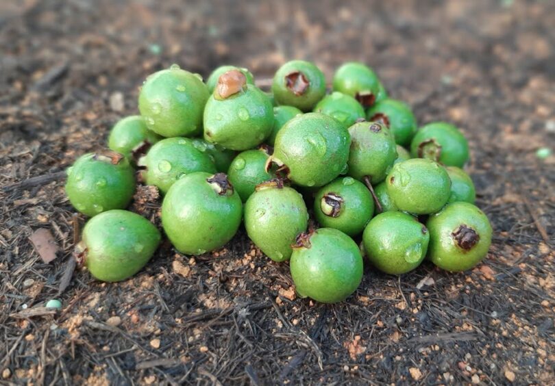 Psidium oligospermum. Mart. ex DC