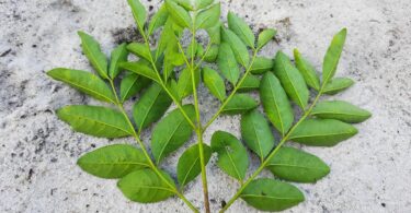 Jacarandá-da-restinga - Jacaranda obovata Cham.