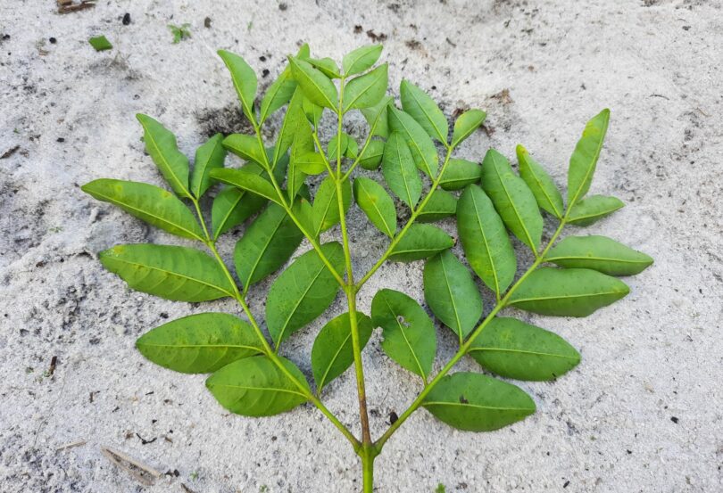 Jacarandá-da-restinga - Jacaranda obovata Cham.