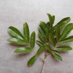 Ramo de Angelim - Andira nitida Mart. ex Benth.