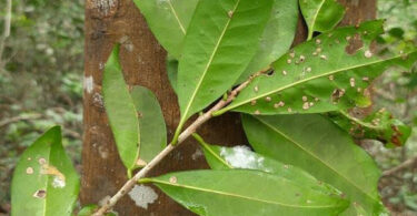 Aguaí - Chrysophyllum gonocarpum (Mart. & Eichler) Engl.