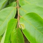 Ramo e folhas de Araçá - Psidium guineense Sw.
