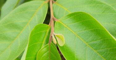 Araçá - Psidium guineense Sw.