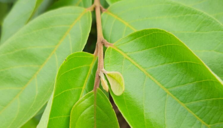 Ramo e folhas de Araçá - Psidium guineense Sw.