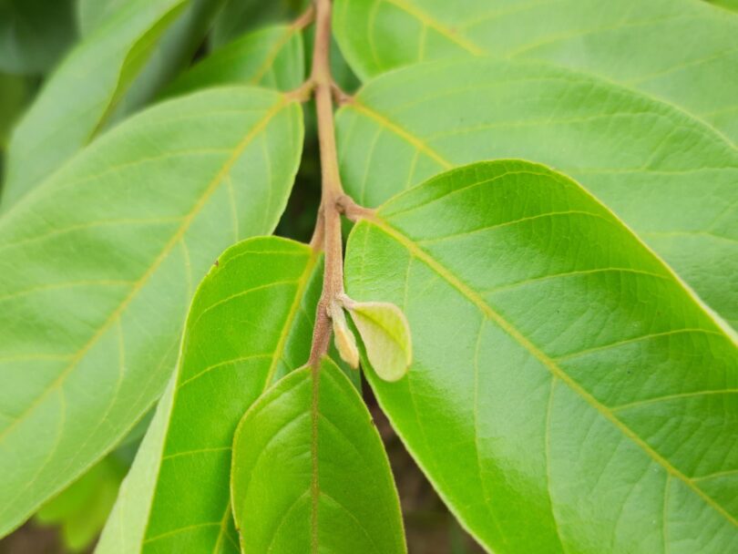 Araçá - Psidium guineense Sw.