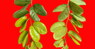 Ramos Hymenaea rubriflora Ducke