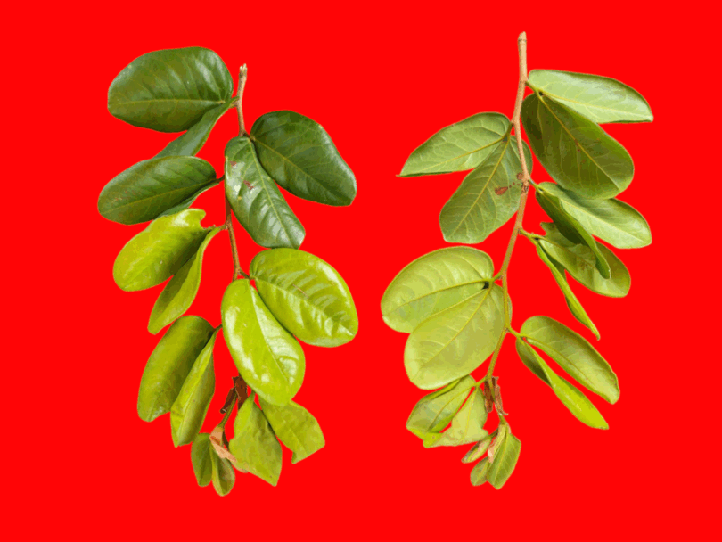 Ramos Hymenaea rubriflora Ducke