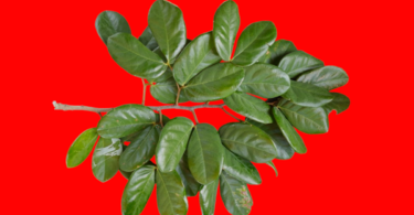 Hymenaea rubiflora Ducke