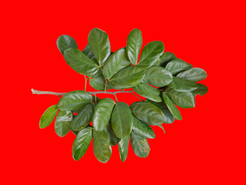 Hymenaea rubiflora Ducke