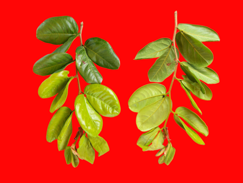 Hymenaea rubiflora Ducke