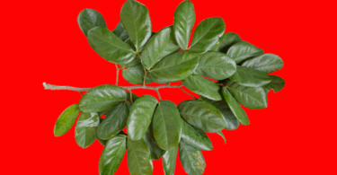 Ramos Hymenaea rubriflora Ducke