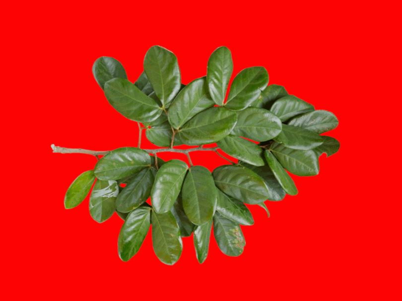 Ramos Hymenaea rubriflora Ducke