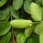 Ramos e folhas de Araçá - Psidium guineense Sw.